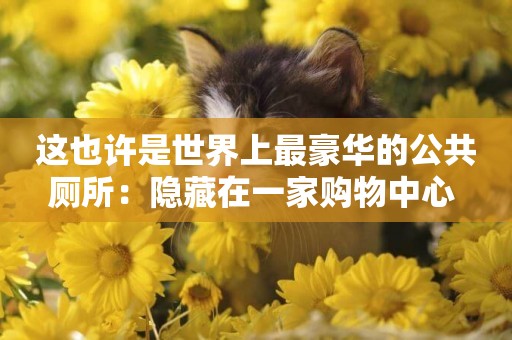 這也許是世界上最豪華的公共廁所：隱藏在一家購物中心 