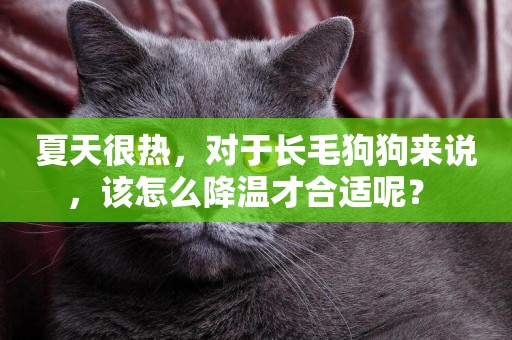 夏天很熱，對于長毛狗狗來說，該怎么降溫才合適呢？ 