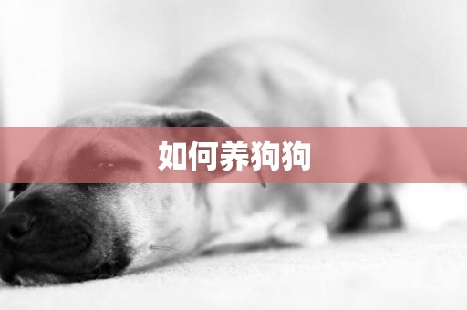 如何養狗狗