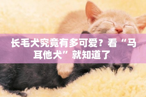 長毛犬究竟有多可愛？看“馬耳他犬”就知道了 