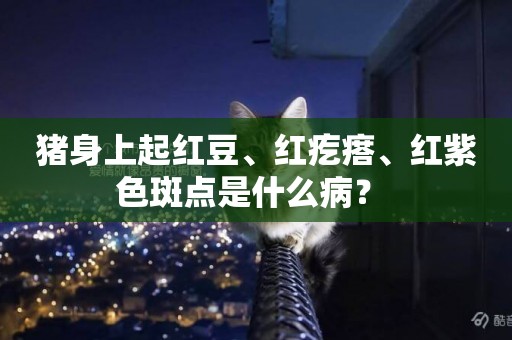 豬身上起紅豆、紅疙瘩、紅紫色斑點是什么病？ 
