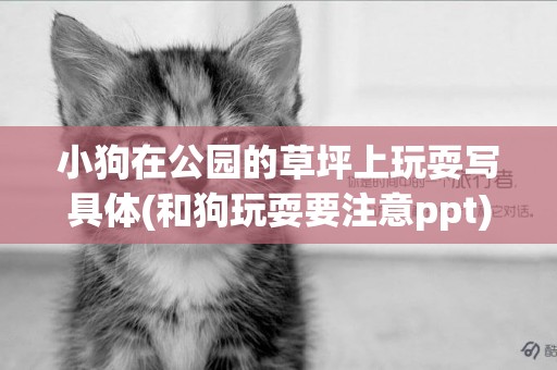 小狗在公園的草坪上玩耍寫具體(和狗玩耍要注意ppt) 