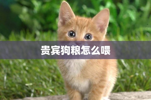 貴賓狗糧怎么喂