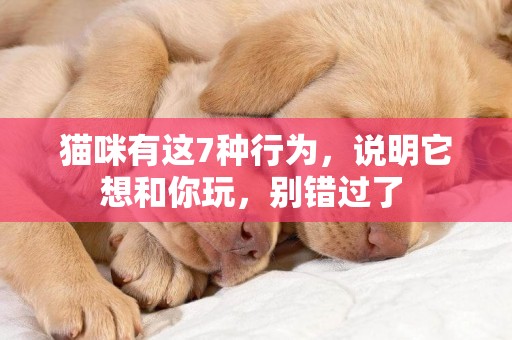 貓咪有這7種行為，說明它想和你玩，別錯過了 
