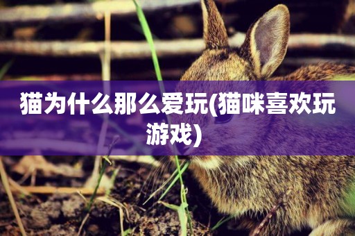 貓為什么那么愛玩(貓咪喜歡玩游戲) 