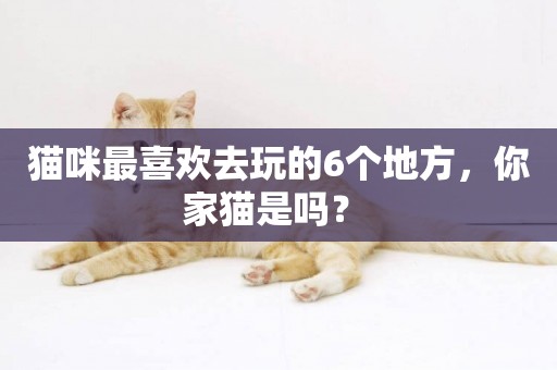 貓咪最喜歡去玩的6個地方，你家貓是嗎？ 