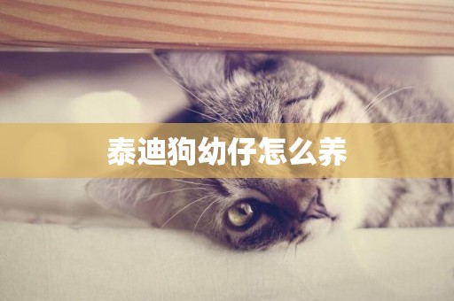 泰迪狗幼仔怎么養