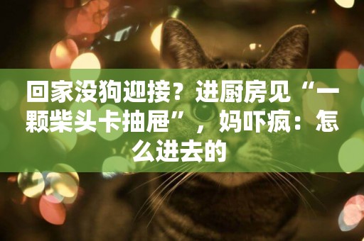 回家沒狗迎接？進廚房見“一顆柴頭卡抽屜”，媽嚇瘋：怎么進去的 