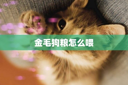 金毛狗糧怎么喂
