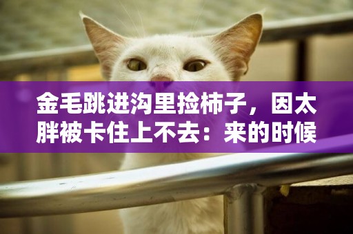 金毛跳進溝里撿柿子，因太胖被卡住上不去：來的時候好好的 