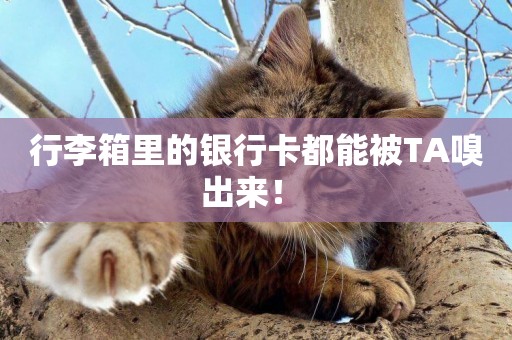行李箱里的銀行卡都能被TA嗅出來！ 