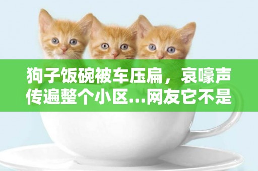 狗子飯碗被車壓扁，哀嚎聲傳遍整個小區…網友它不是第一次上新聞 