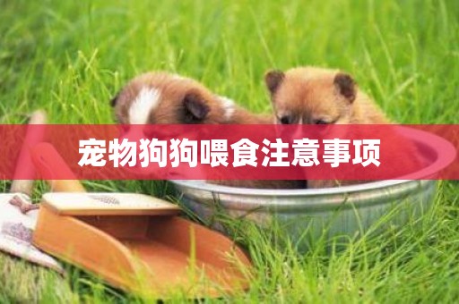 寵物狗狗喂食注意事項