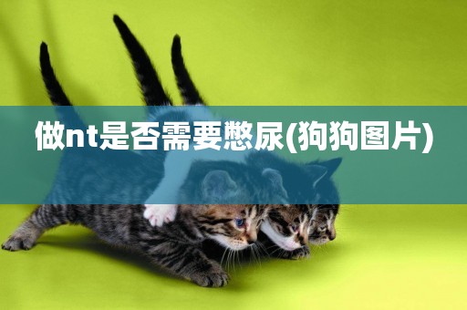 做nt是否需要憋尿(狗狗圖片) 