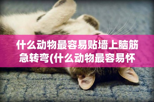 什么動物最容易貼墻上腦筋急轉彎(什么動物最容易懷孕急轉彎) 
