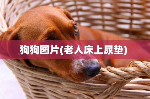 狗狗圖片(老人床上尿墊) 