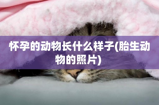 懷孕的動物長什么樣子(胎生動物的照片) 