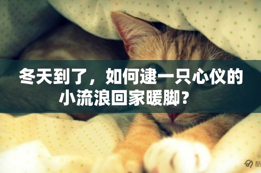 冬天到了，如何逮一只心儀的小流浪回家暖腳？ 