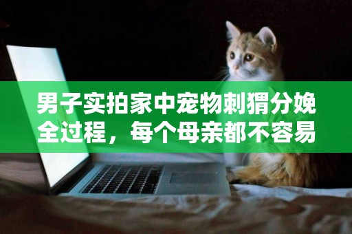 男子實拍家中寵物刺猬分娩全過程，每個母親都不容易 