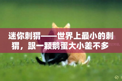 迷你刺猬——世界上最小的刺猬，跟一顆鵝蛋大小差不多 