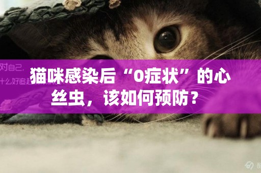 貓咪感染后“0癥狀”的心絲蟲，該如何預防？ 