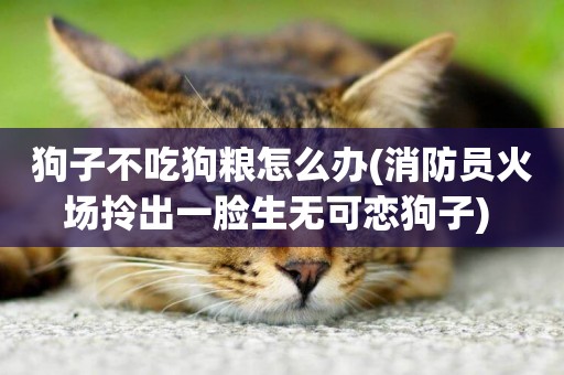 狗子不吃狗糧怎么辦(消防員火場拎出一臉生無可戀狗子) 