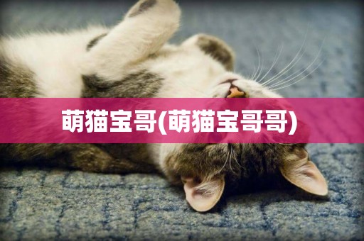 萌貓寶哥(萌貓寶哥哥) 