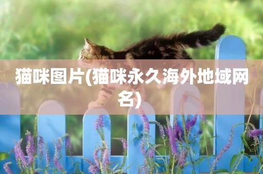 貓咪圖片(貓咪永久海外地域網名) 