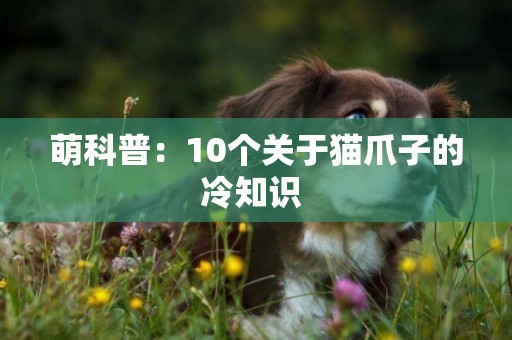 萌科普：10個關于貓爪子的冷知識 