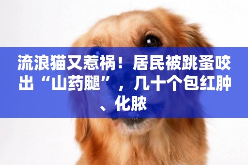 流浪貓又惹禍！居民被跳蚤咬出“山藥腿”，幾十個包紅腫、化膿 