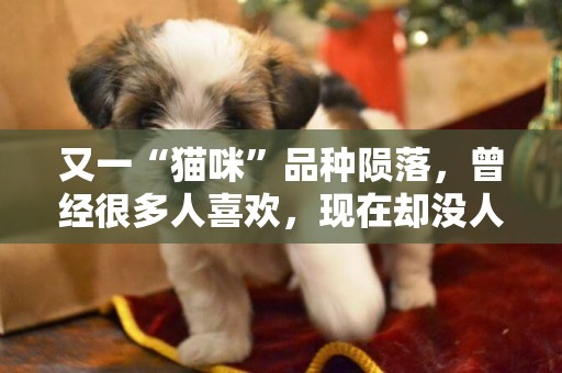 又一“貓咪”品種隕落，曾經很多人喜歡，現在卻沒人養了 