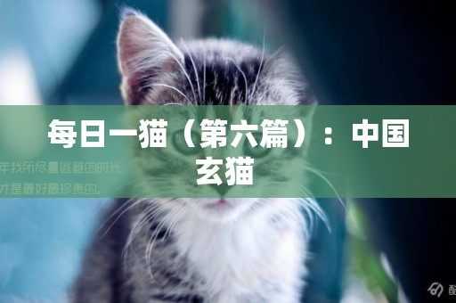 每日一貓（第六篇）：中國玄貓 