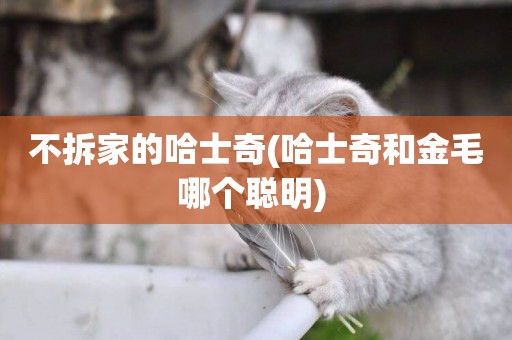 不拆家的哈士奇(哈士奇和金毛哪個聰明) 