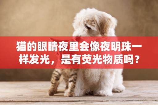 貓的眼睛夜里會像夜明珠一樣發光，是有熒光物質嗎？人眼為啥不會 