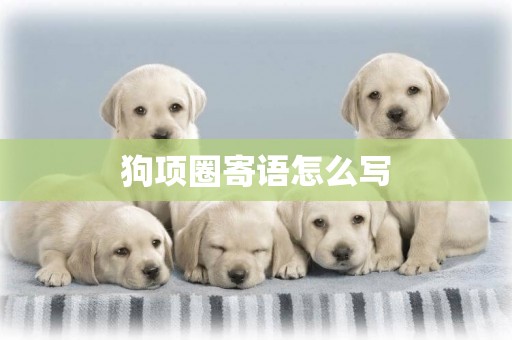 狗項圈寄語怎么寫