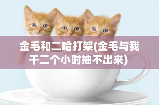 金毛和二哈打架(金毛與我干二個小時抽不出來) 