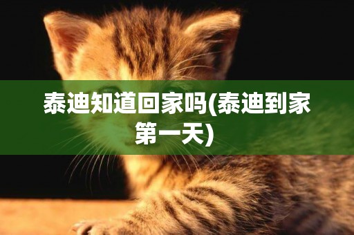 泰迪知道回家嗎(泰迪到家第一天) 
