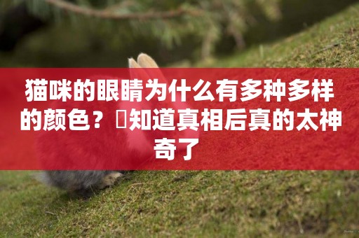 貓咪的眼睛為什么有多種多樣的顏色？?知道真相后真的太神奇了 