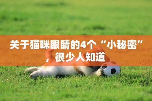 關于貓咪眼睛的4個“小秘密”，很少人知道 