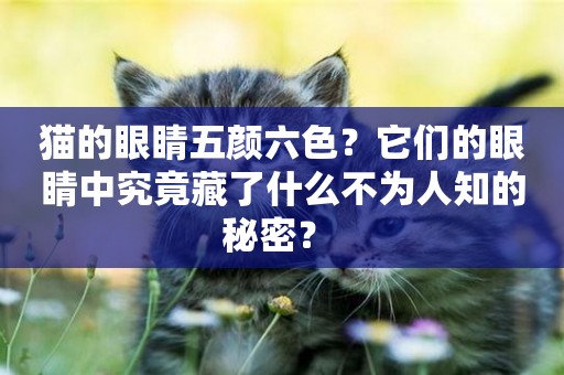 貓的眼睛五顏六色？它們的眼睛中究竟藏了什么不為人知的秘密？ 
