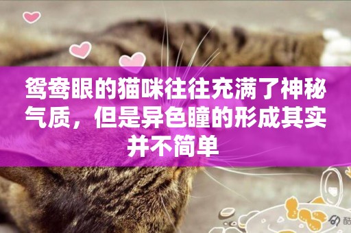 鴛鴦眼的貓咪往往充滿了神秘氣質，但是異色瞳的形成其實并不簡單 