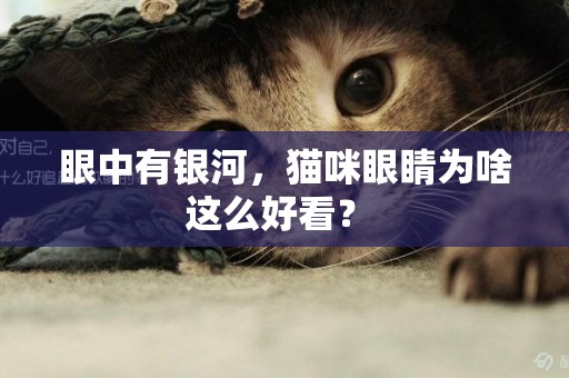眼中有銀河，貓咪眼睛為啥這么好看？ 