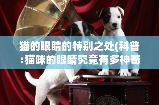 貓的眼睛的特別之處(科普:貓咪的眼睛究竟有多神奇呢) 
