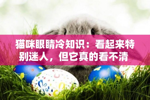 貓咪眼睛冷知識：看起來特別迷人，但它真的看不清 