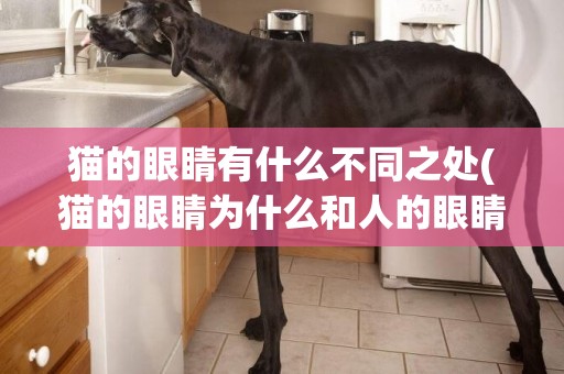 貓的眼睛有什么不同之處(貓的眼睛為什么和人的眼睛不一樣) 
