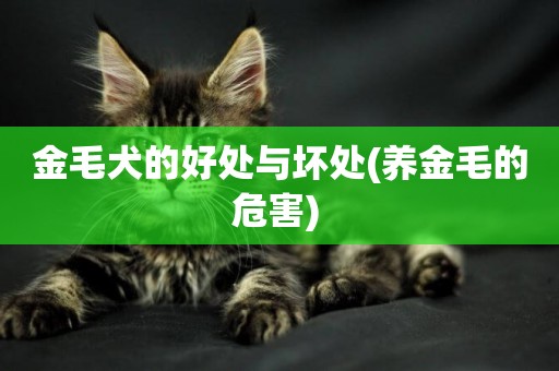 金毛犬的好處與壞處(養金毛的危害) 