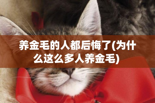 養金毛的人都后悔了(為什么這么多人養金毛) 