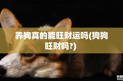 養狗真的能旺財運嗎(狗狗旺財嗎?) 