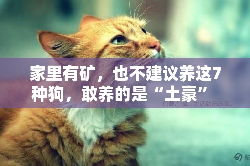 家里有礦，也不建議養這7種狗，敢養的是“土豪” 