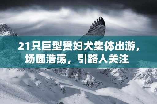 21只巨型貴婦犬集體出游，場面浩蕩，引路人關注 